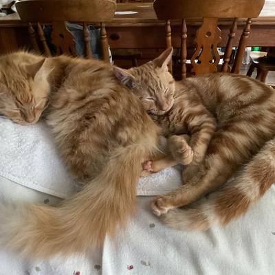Avatar for sjpurrs